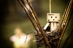 Danbo